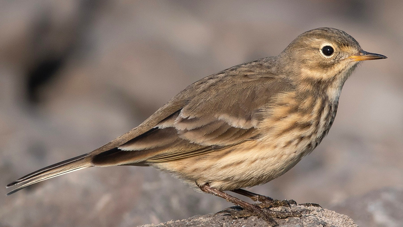 American pipit standing on a rock with streaked underparts visible