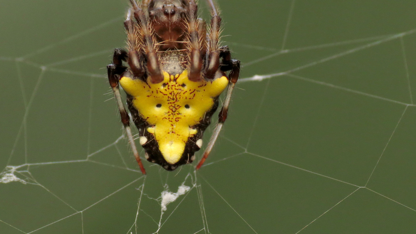 Yellow arrowhead orbweaver centered in its web