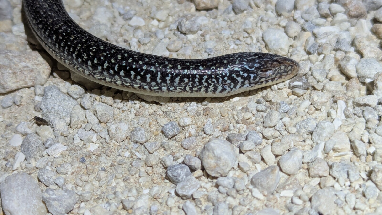 Reptile