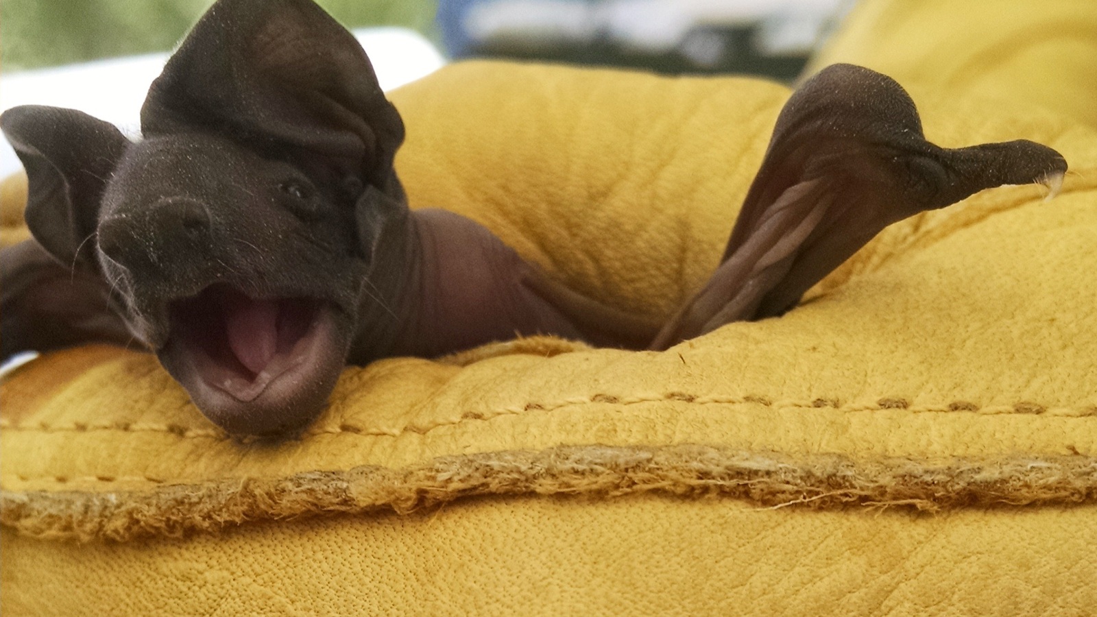 Detailed view of Florida Bonneted Bat