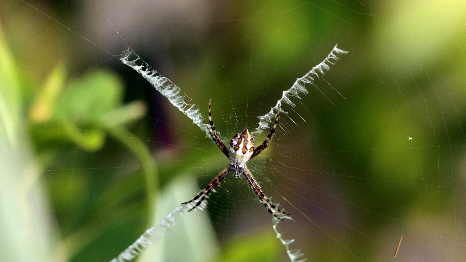 Arachnid