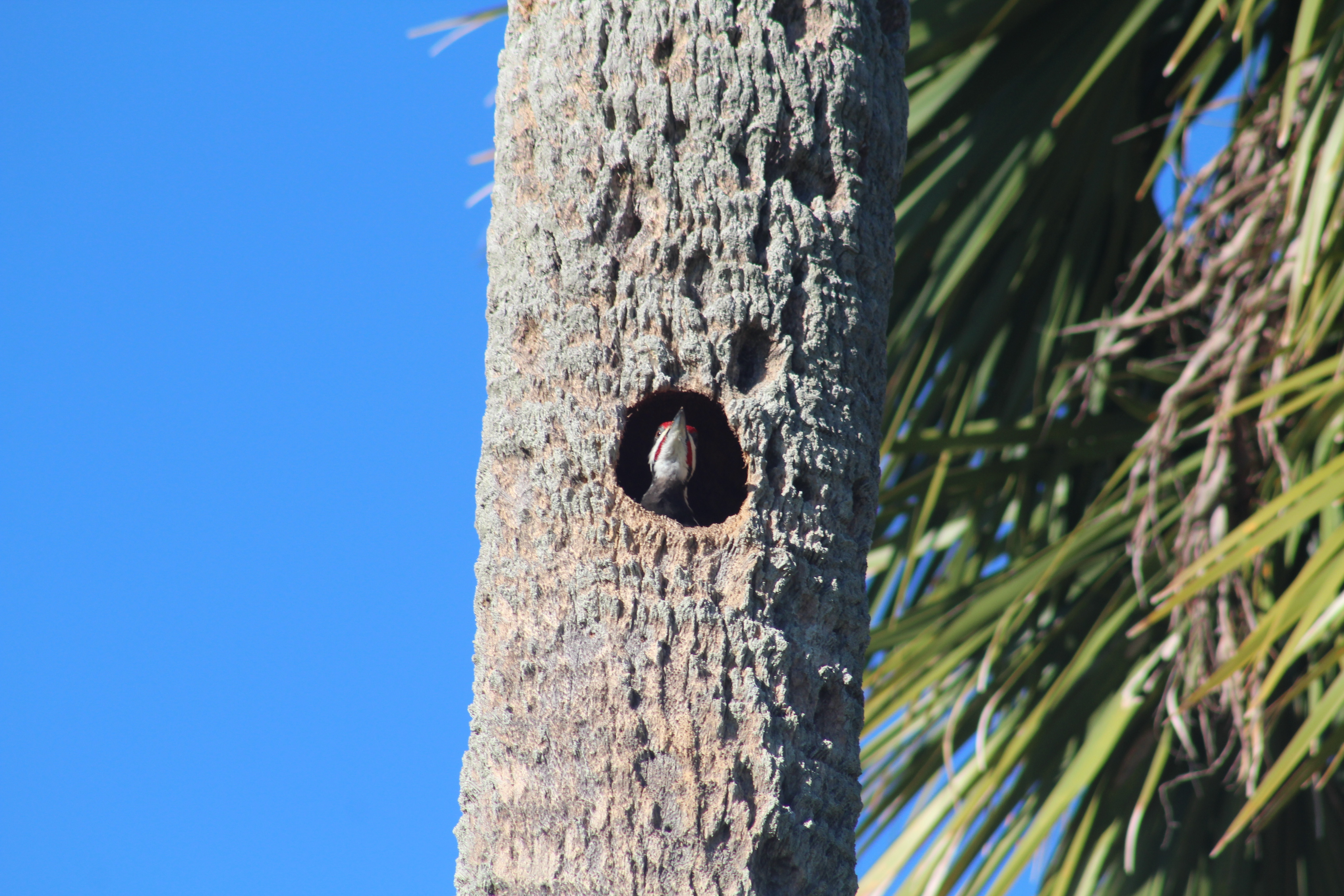 Second view of Pileated Woodpecker