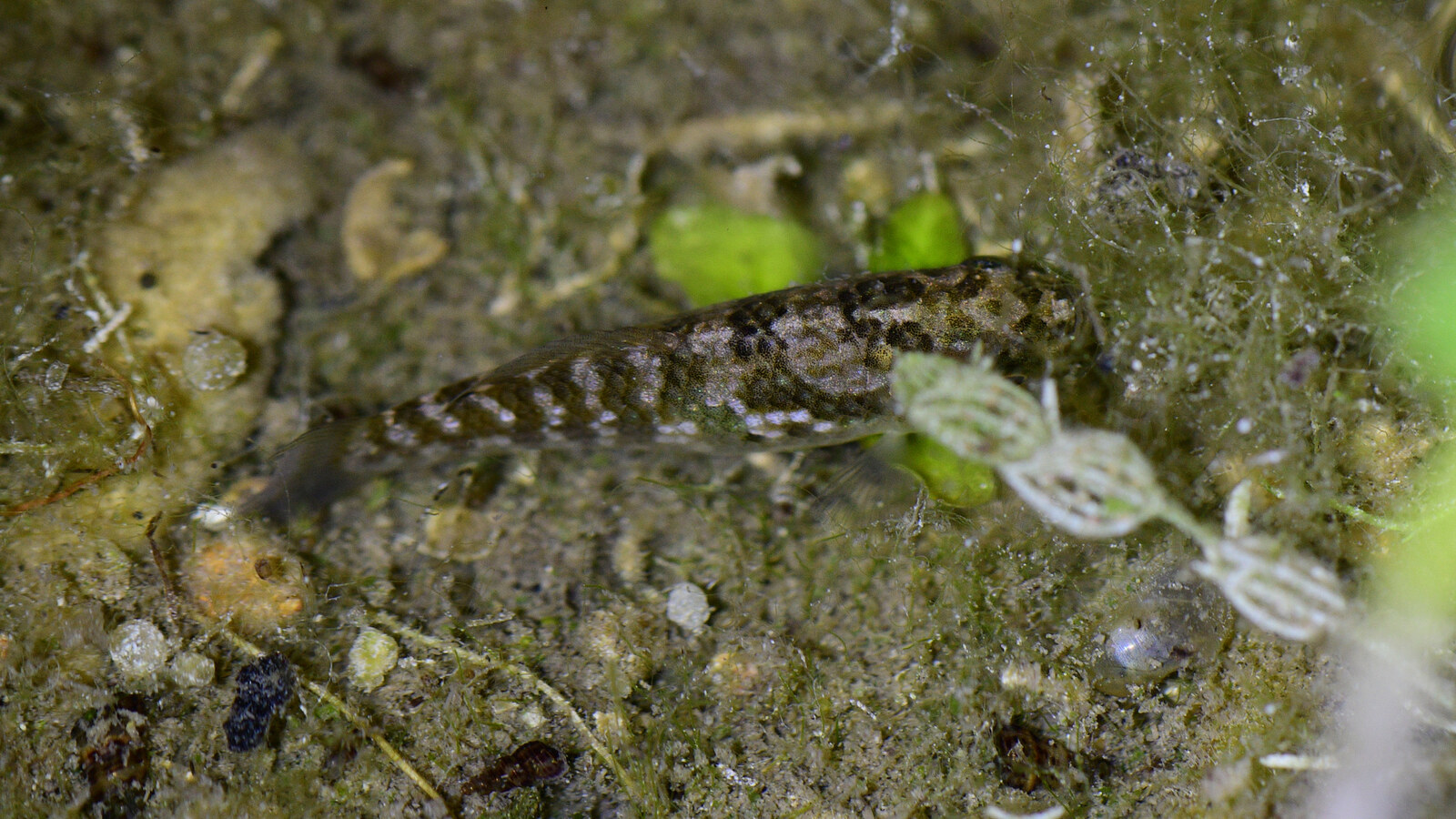 Florida Flagfish swimming among submerged plants in shallow water