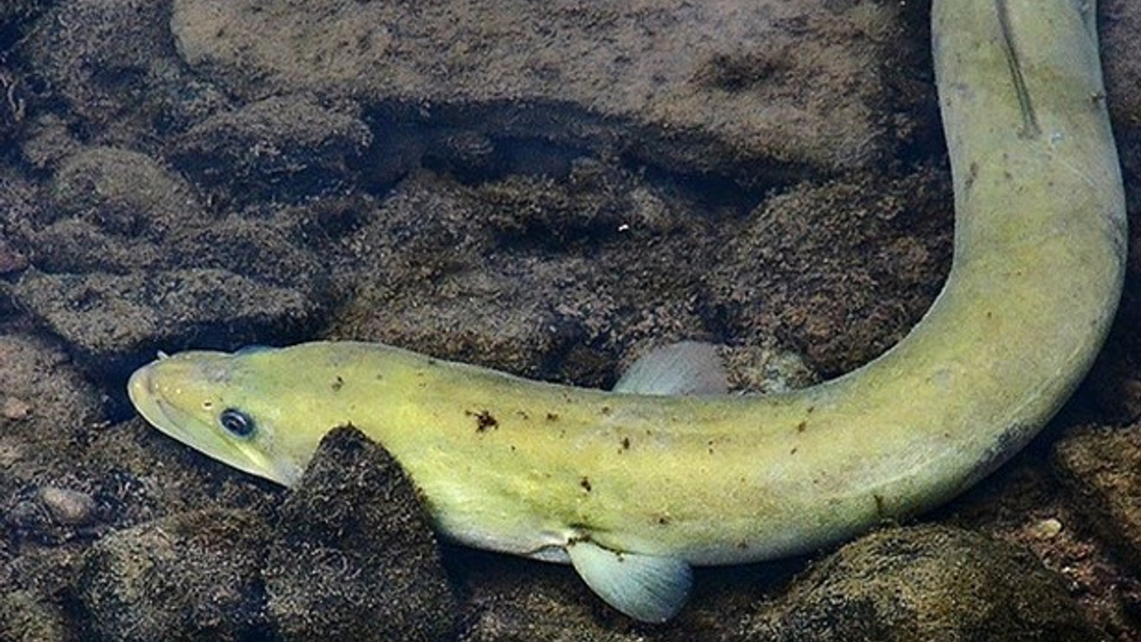 Close view of an adult American Eel on a rocky streambed