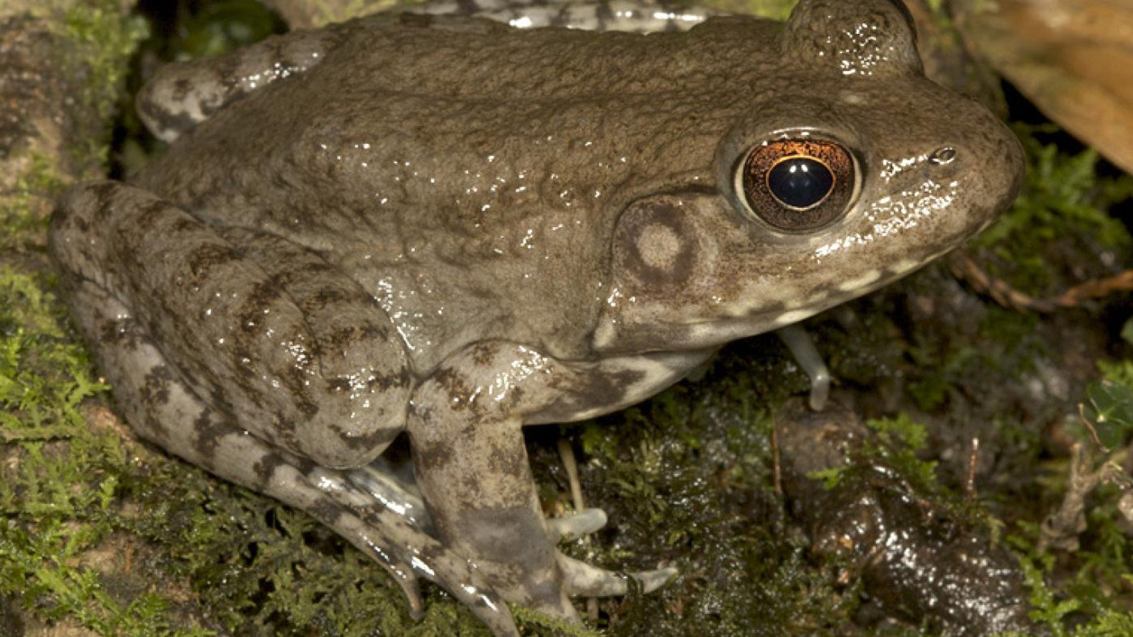 Amphibian
