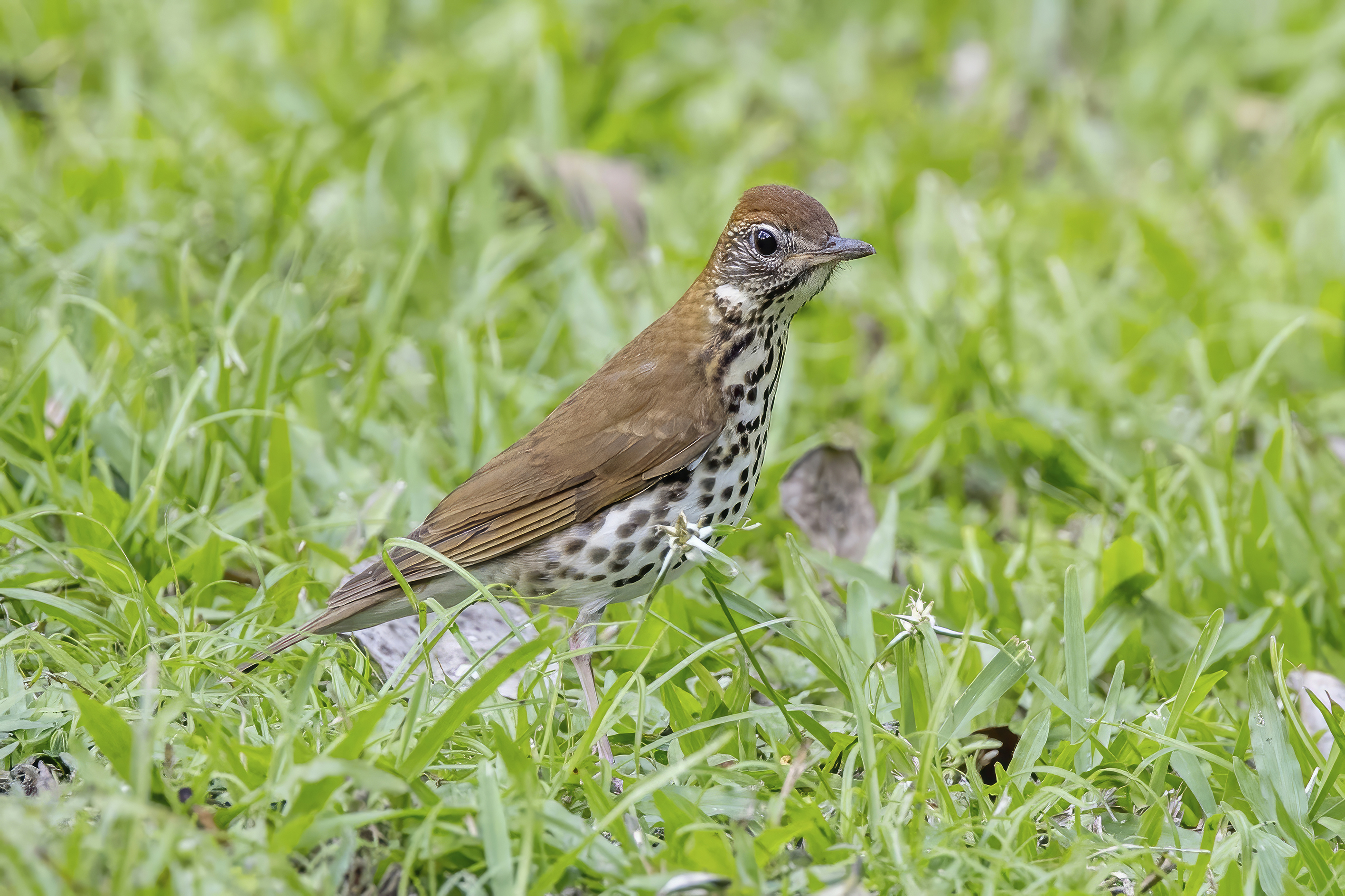 Wood Thrush in forest understory showing cinnamon back and bold breast spots