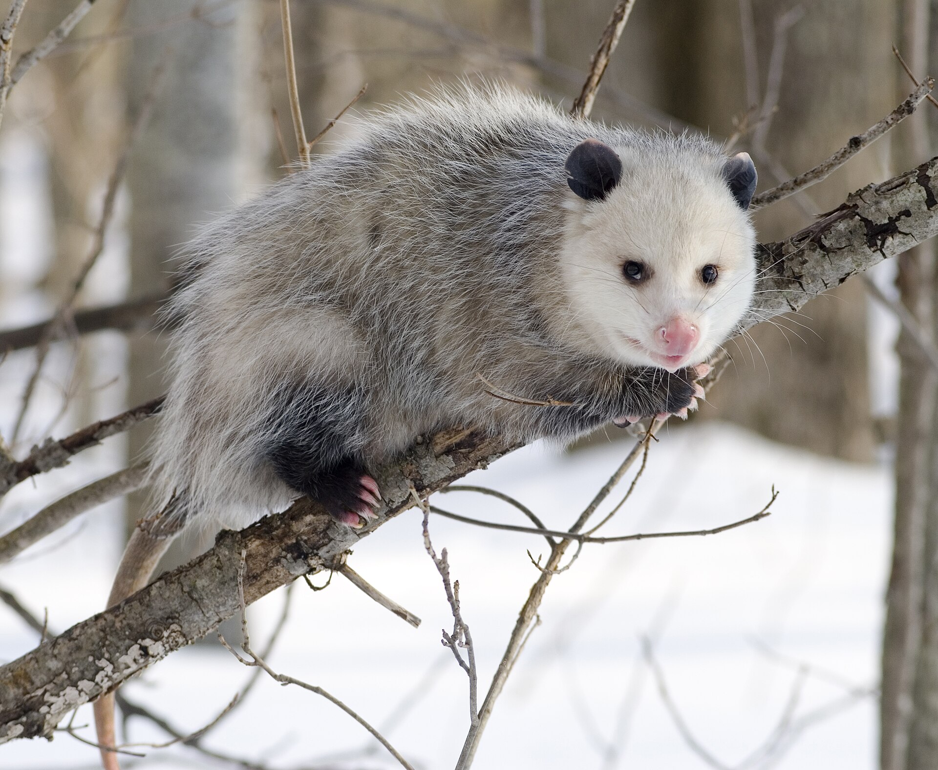 Second view of Virginia Opossum
