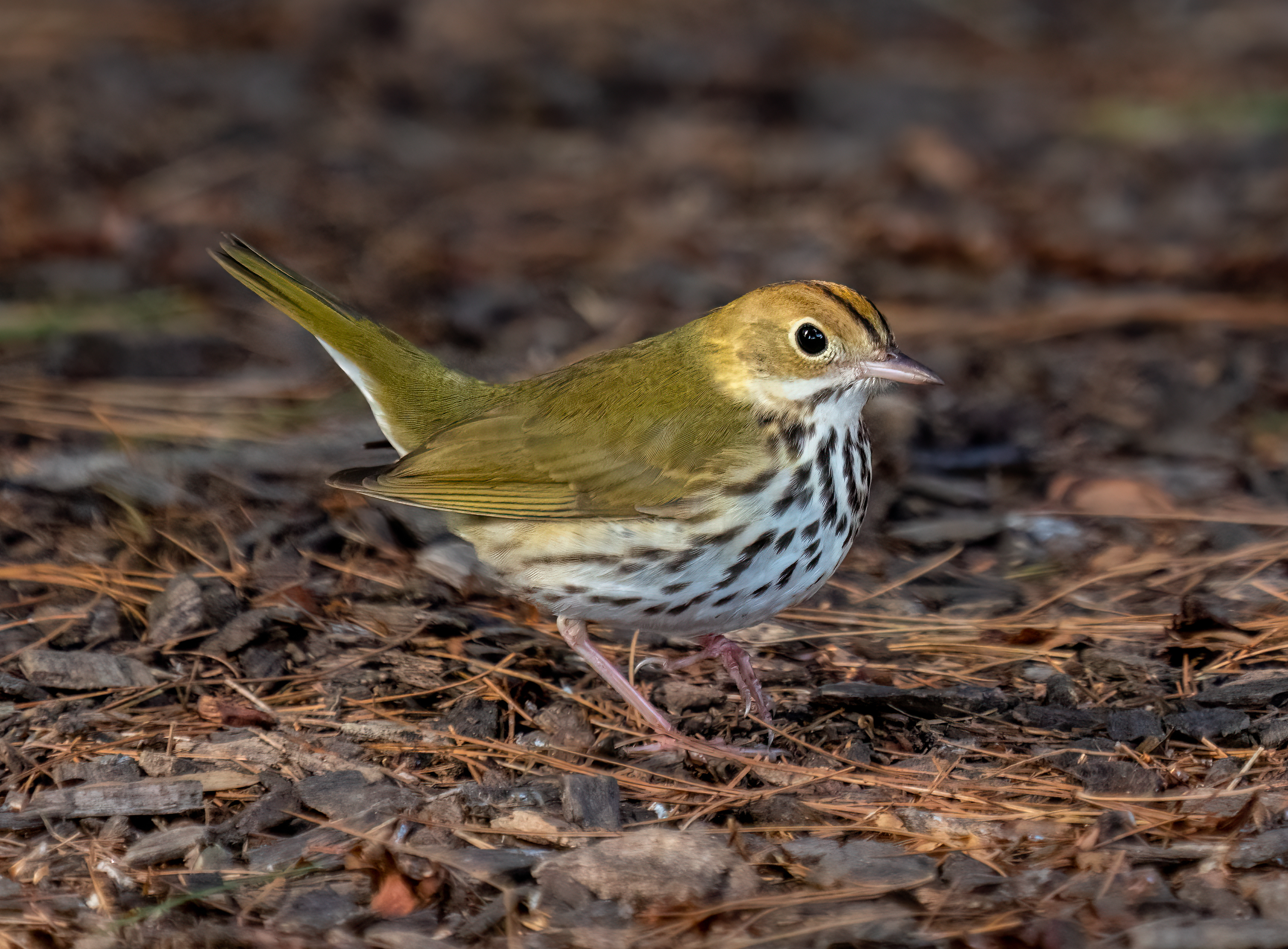 Ovenbird in woodland cover showing olive upperparts and bold breast spots
