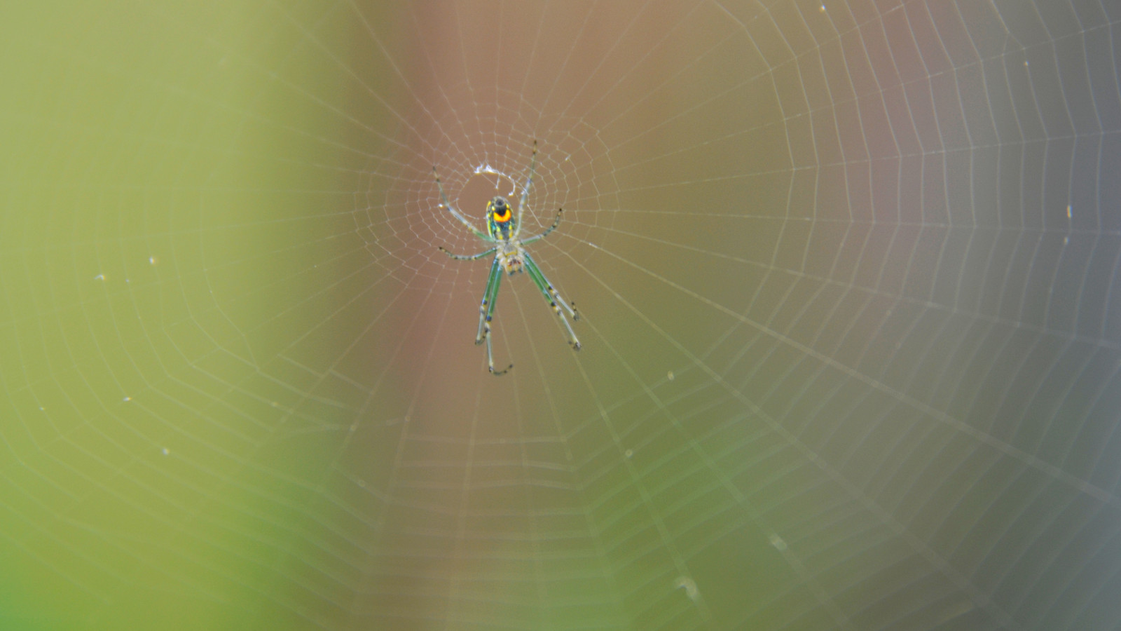 Arachnid