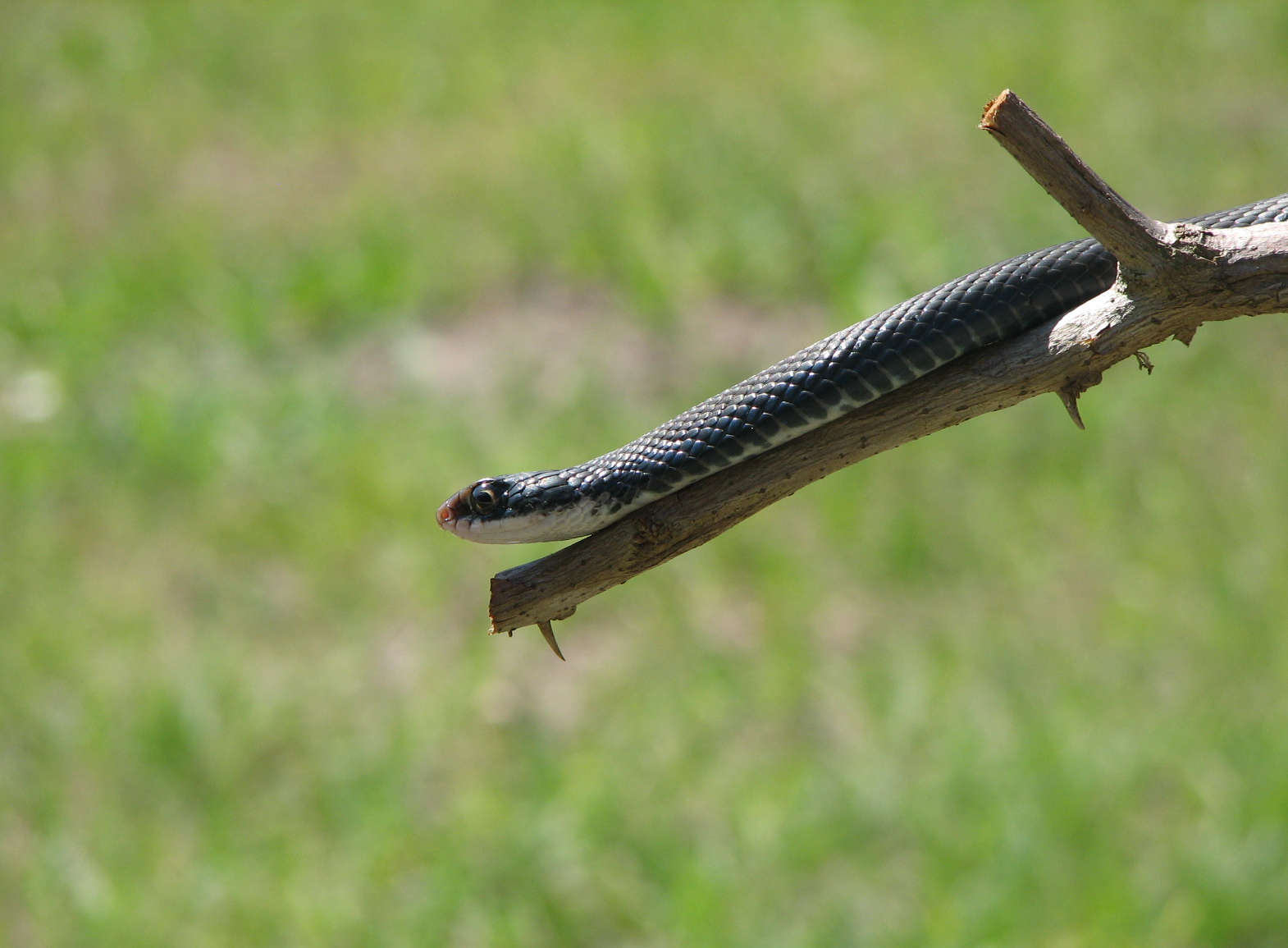 Second view of Southern Black Racer