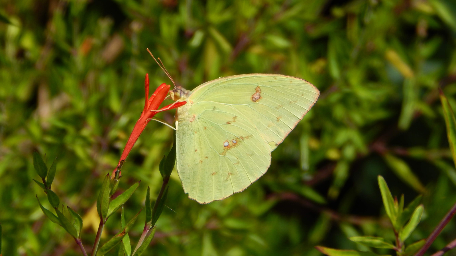 Detailed view of Cloudless Sulphur