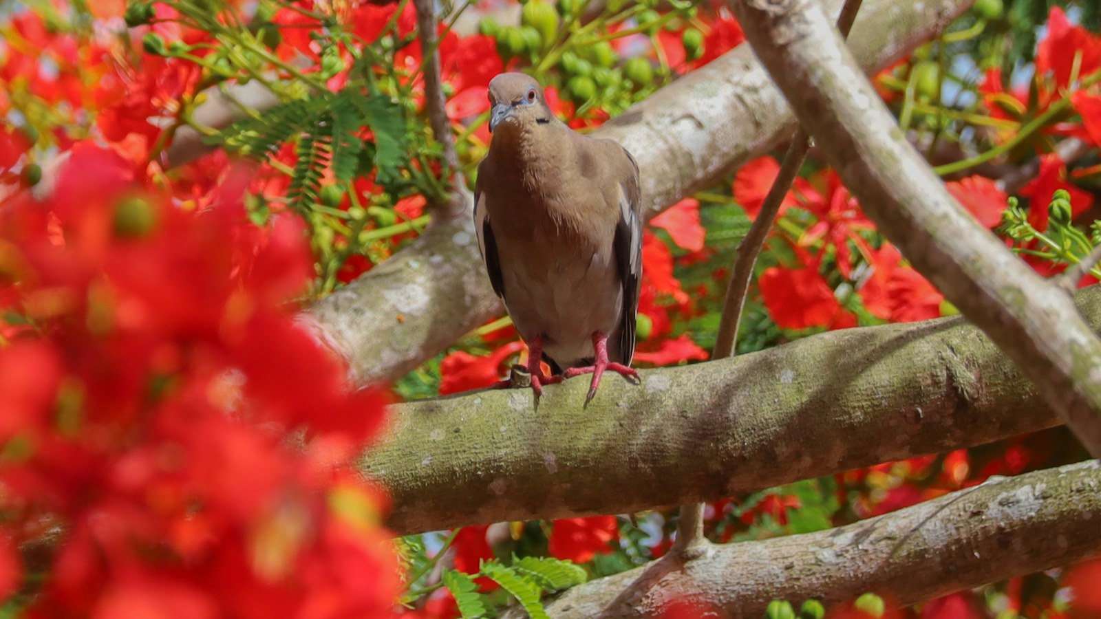 White-winged dove in a flowering Florida tree