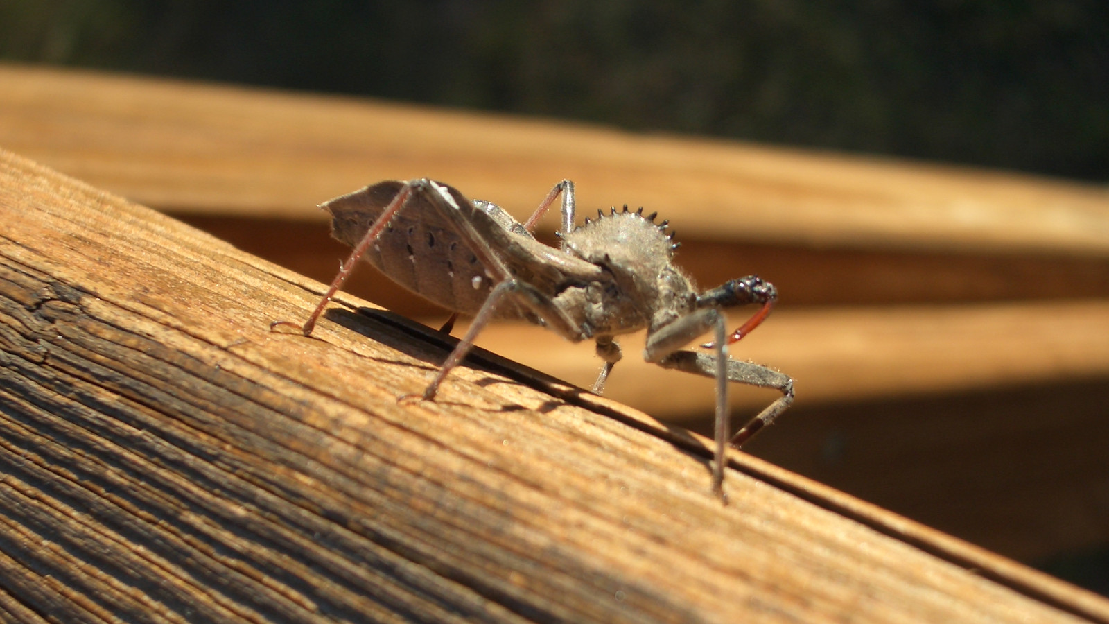 Side view of adult Wheel Bug showing its raised wheel-like crest