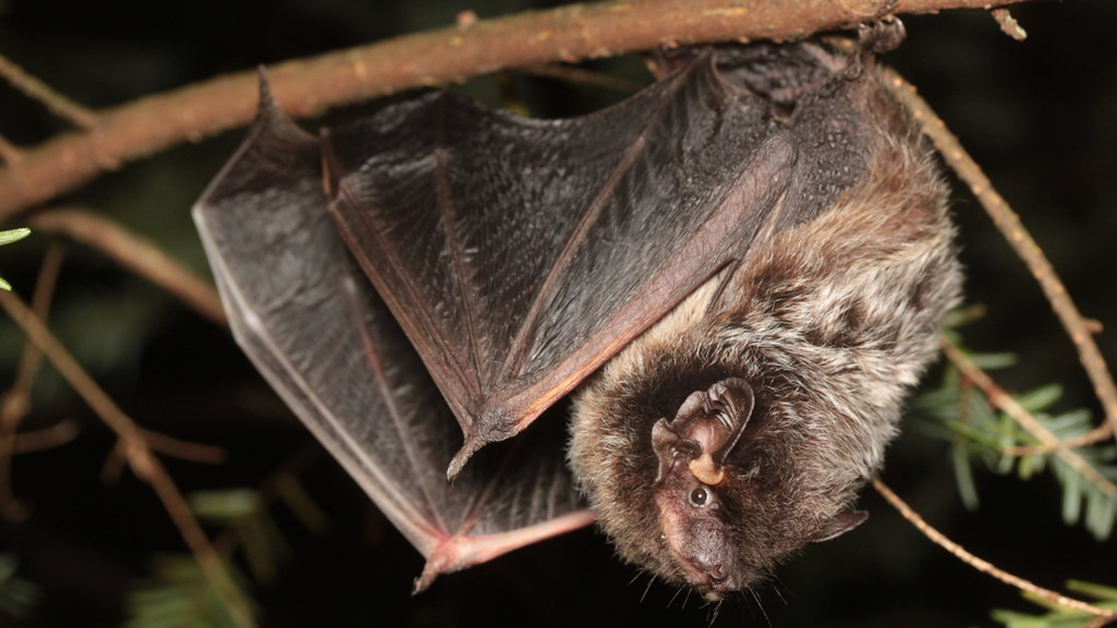 Silver-haired bat hanging upside down from a branch