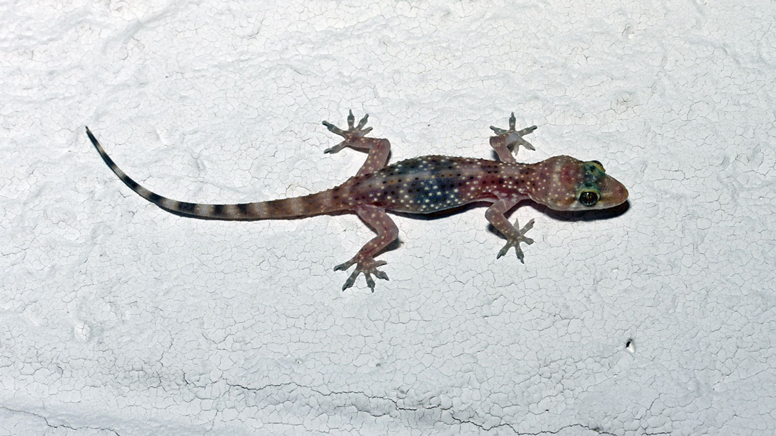 Mediterranean House Gecko clinging to a light-colored wall