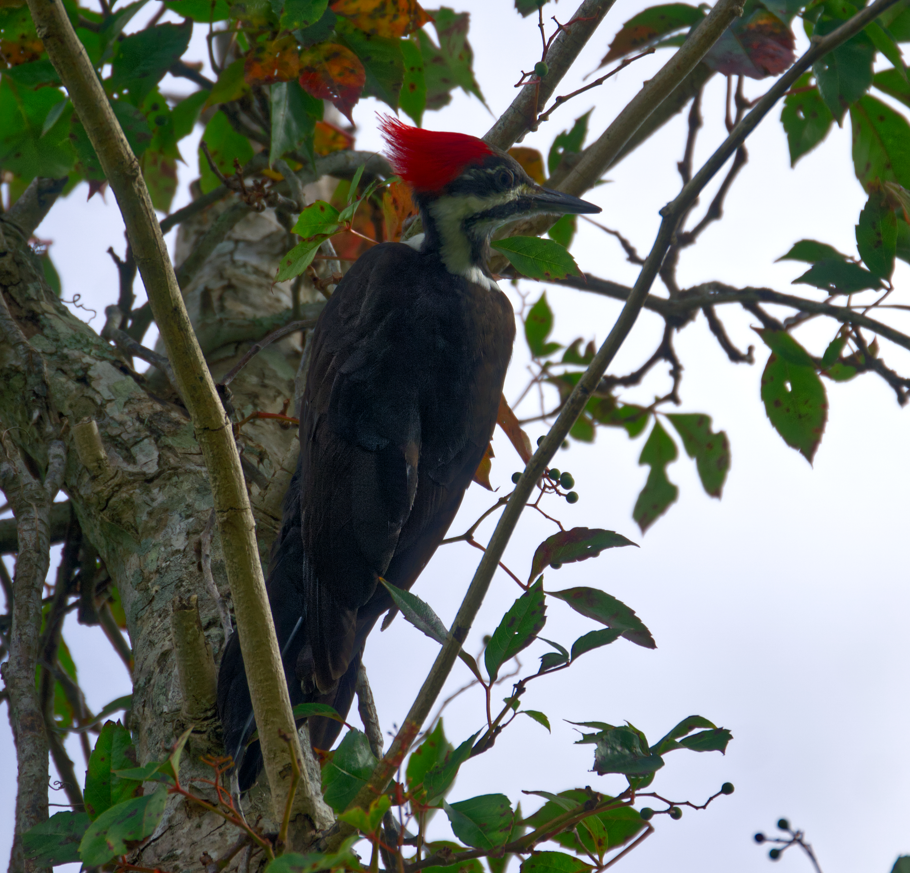 Bird