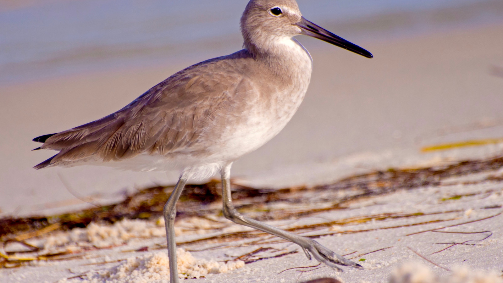 Bird