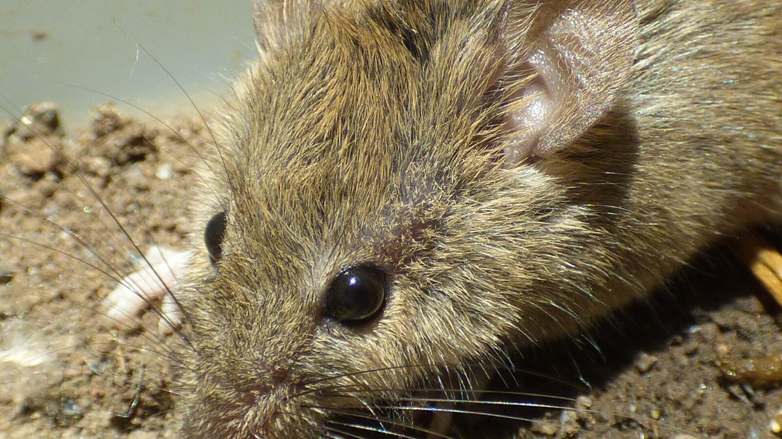 Detailed view of House Mouse