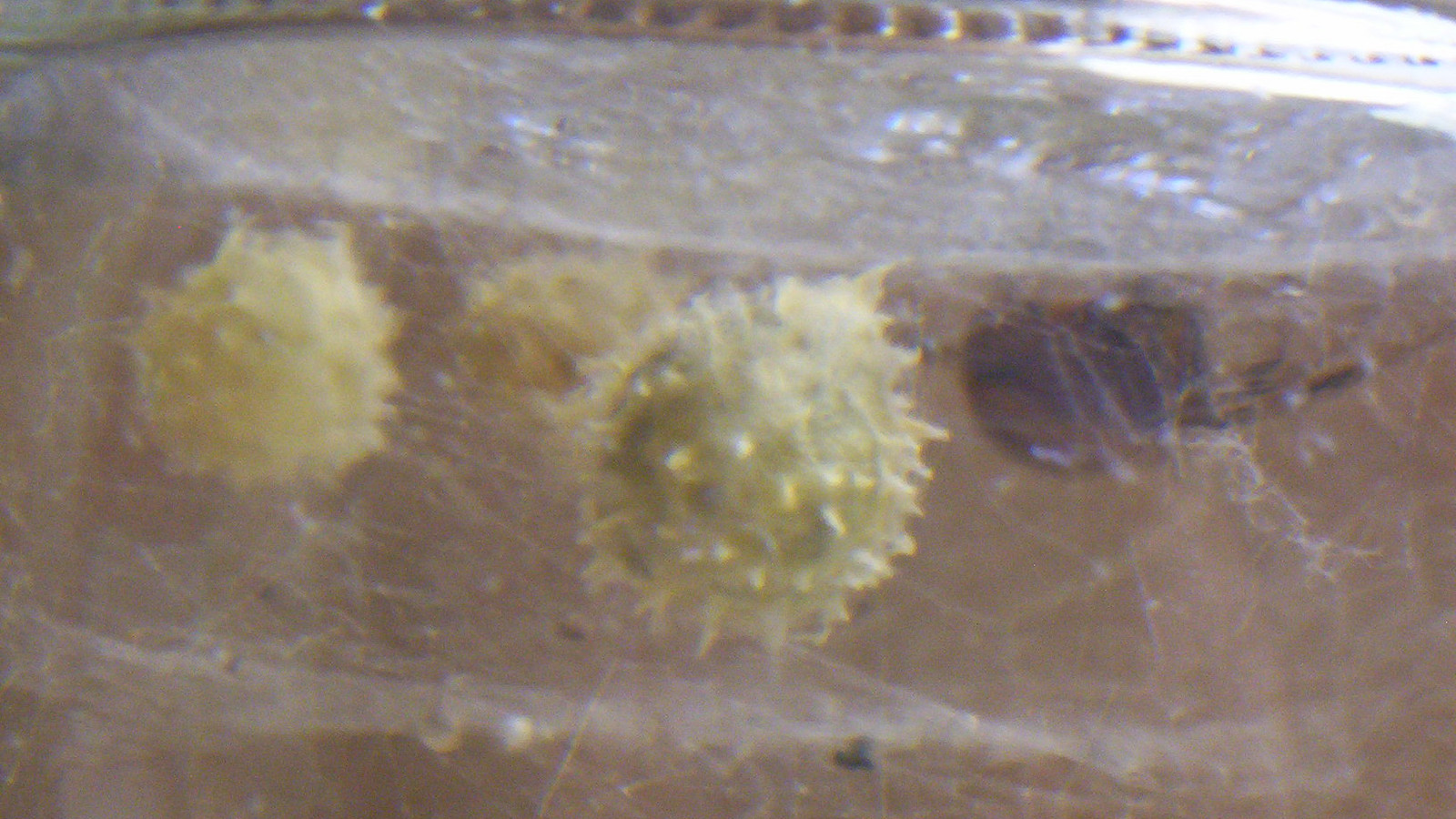 Spiky Brown Widow egg sacs suspended in webbing