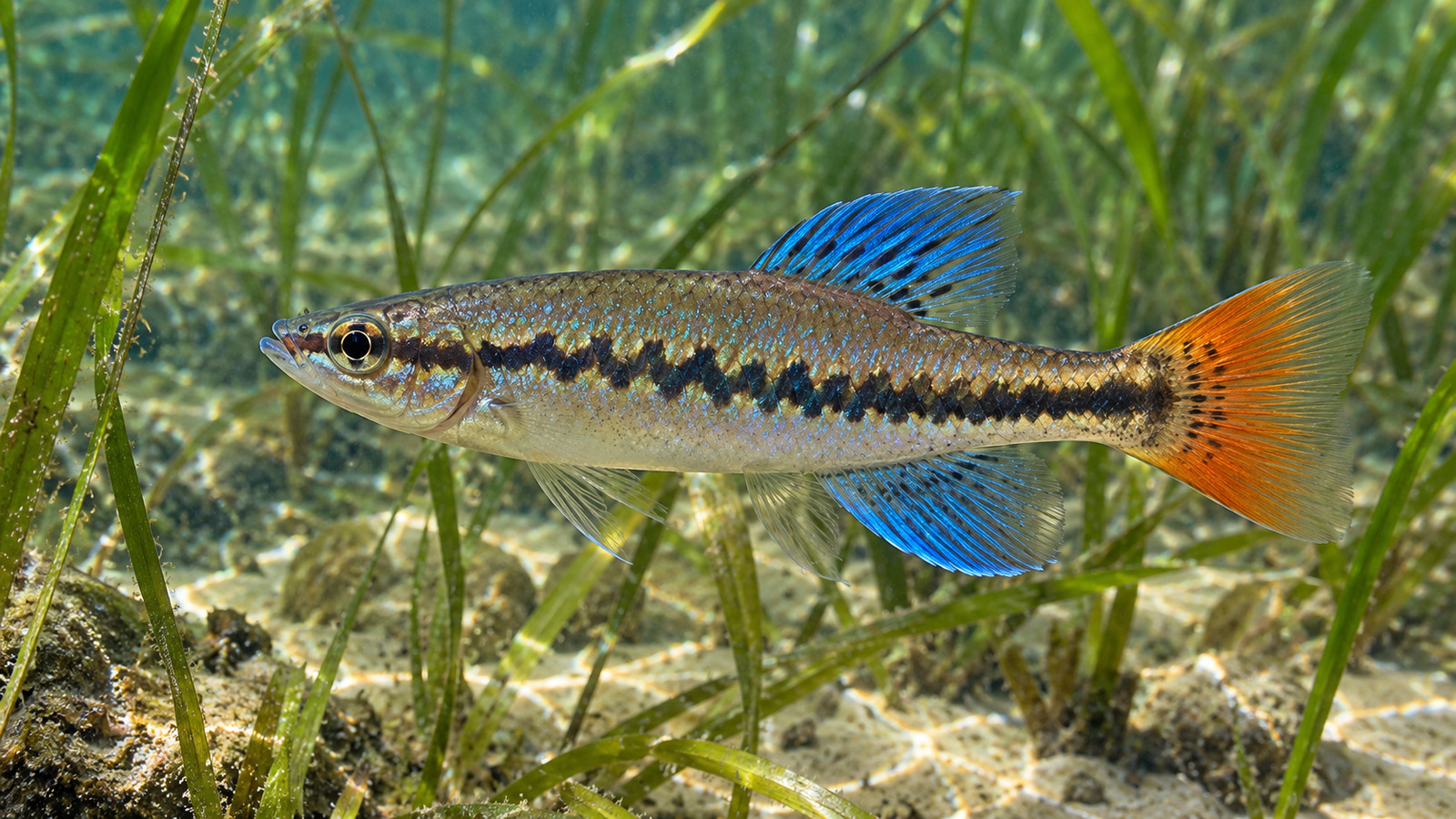 Fish