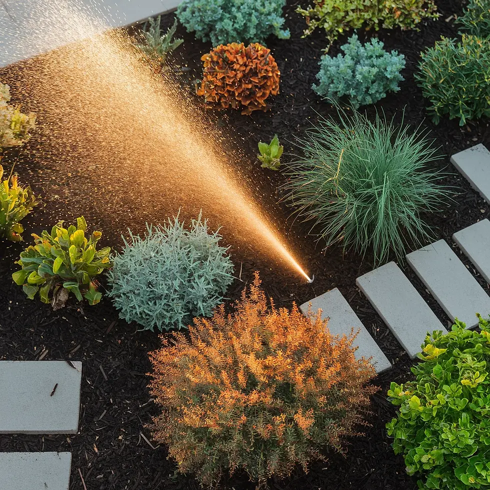 Sprinkler waters various green plants and shrubs in a garden with stone path. Warm sunlight creates a golden glow on water droplets.