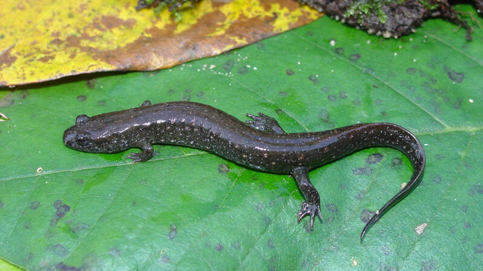 Dark southern dusky salamander resting on a green leaf