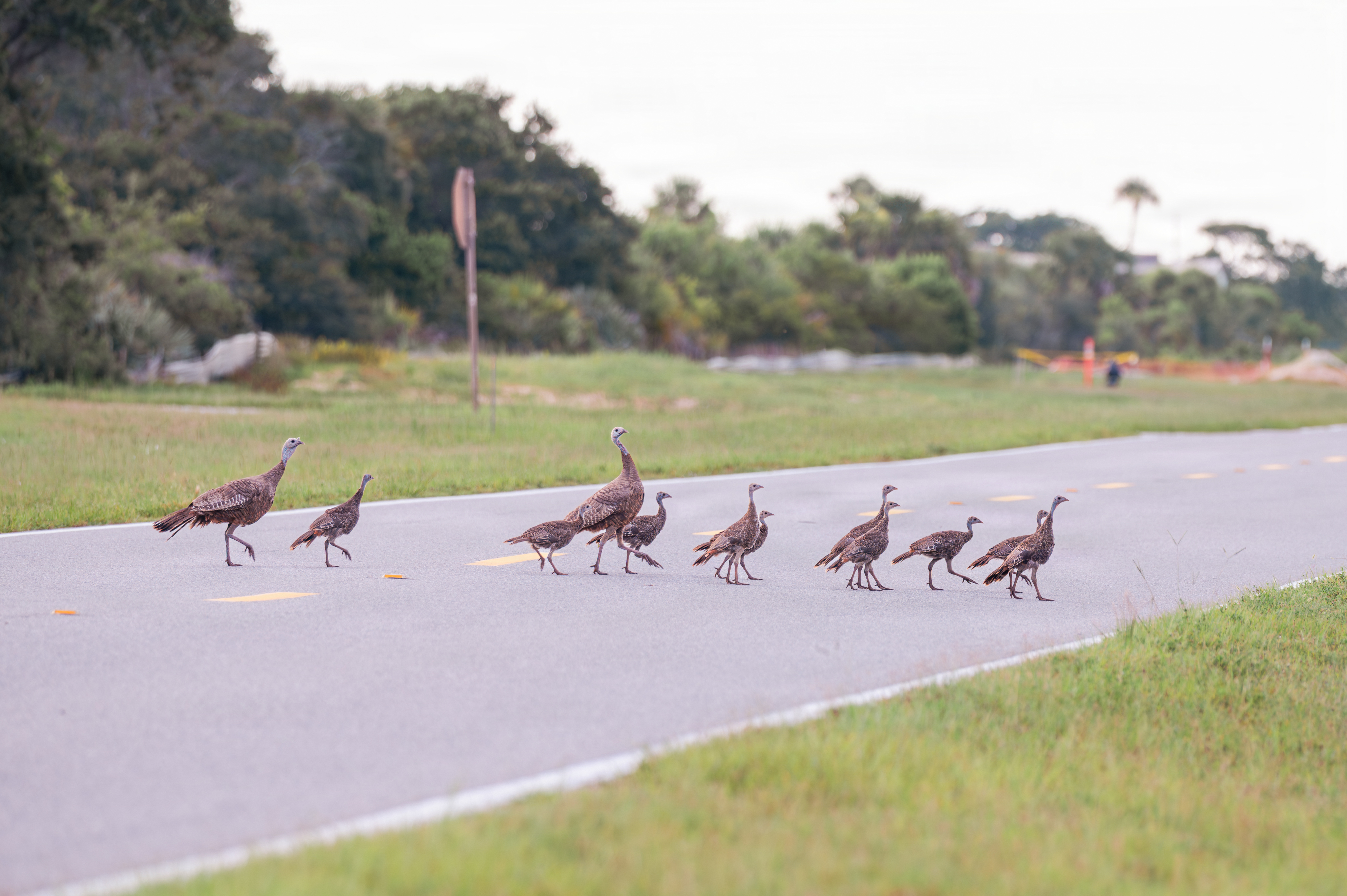 Second view of Osceola Wild Turkey