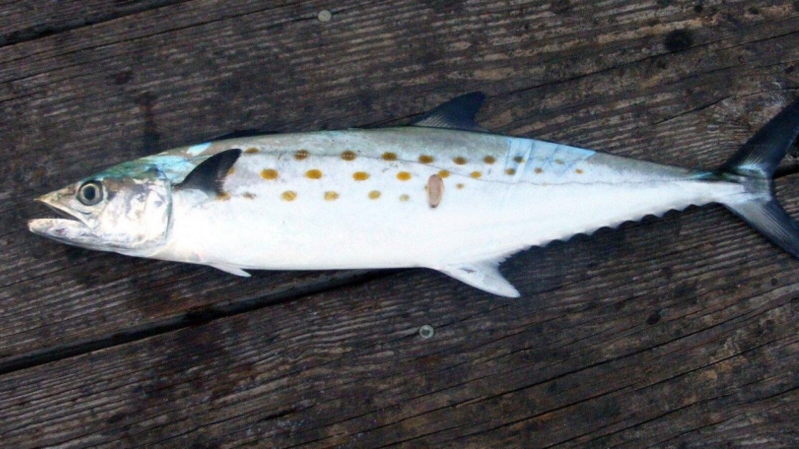 Spanish Mackerel showing yellow spots and a forked tail