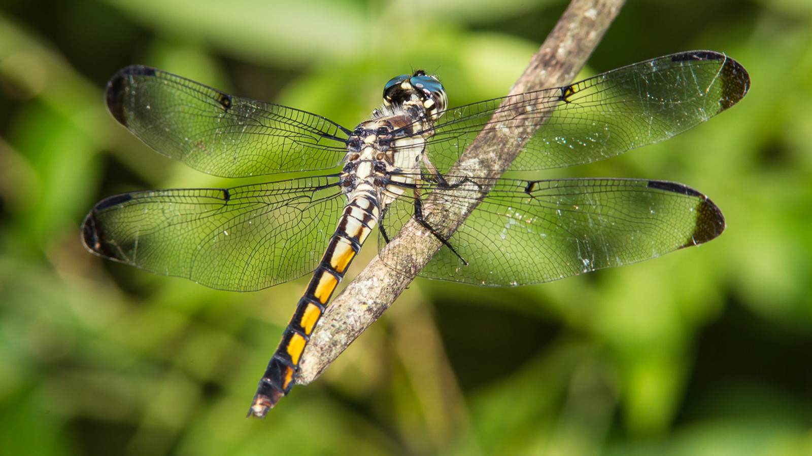 Female great blue skimmer dragonfly perched on a branch