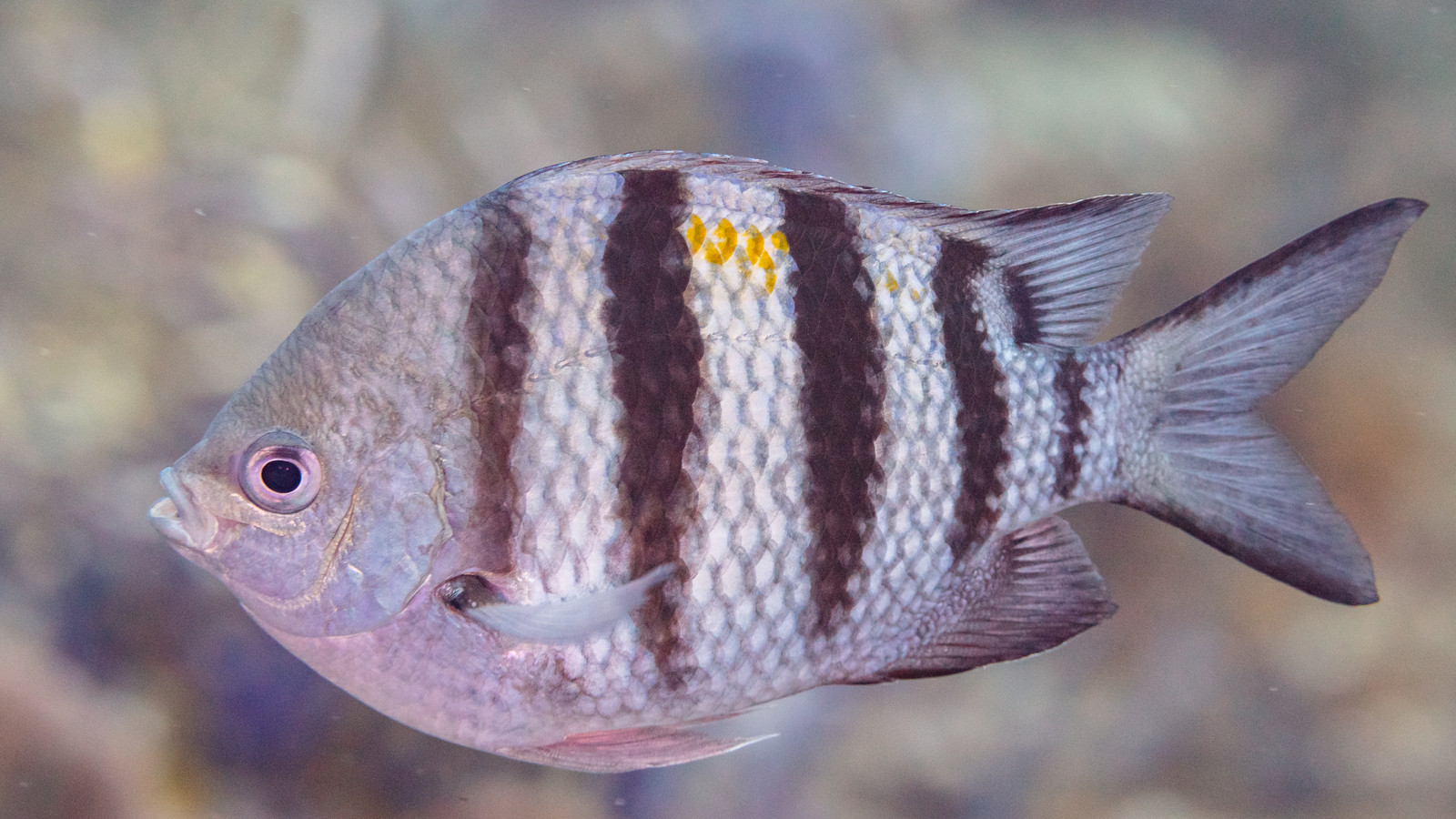 Close view of a sergeant major swimming over a reef