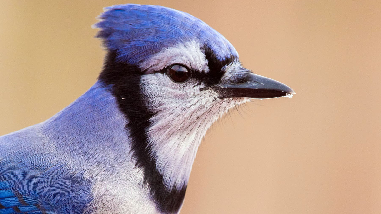 Detailed identification view of Blue Jay