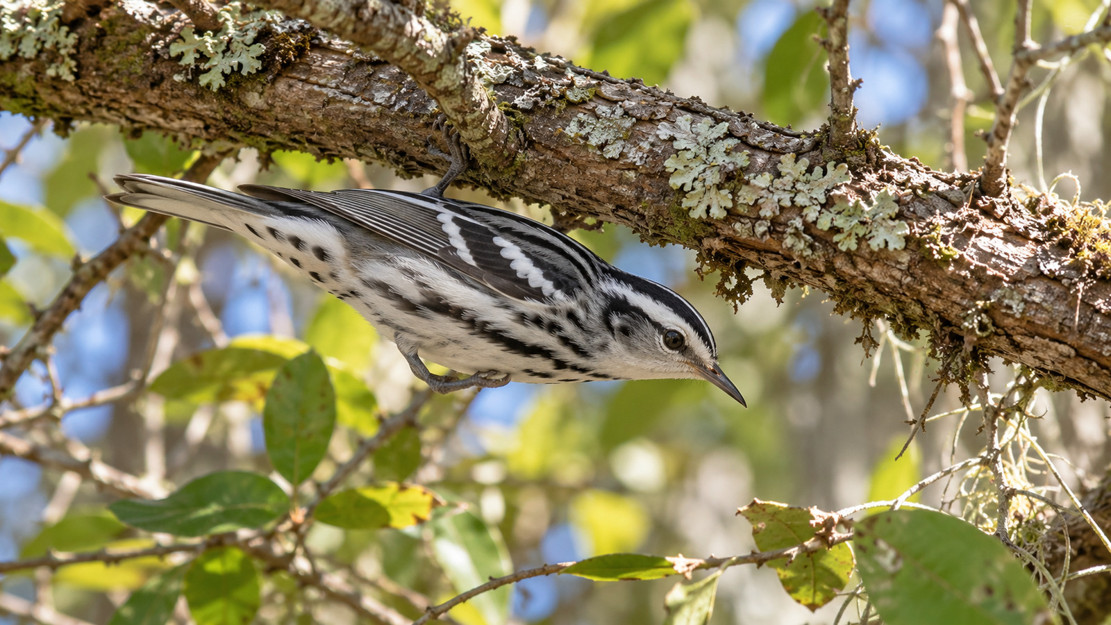 Adult female Black-and-White Warbler with a pale throat foraging on a mossy branch in a Florida woodland
