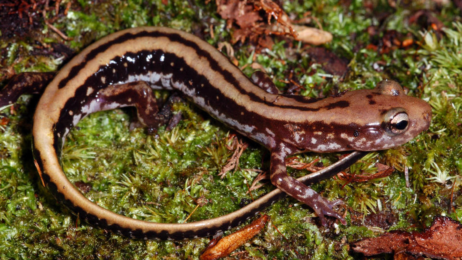 Three-lined salamander with bold dark stripes on moss