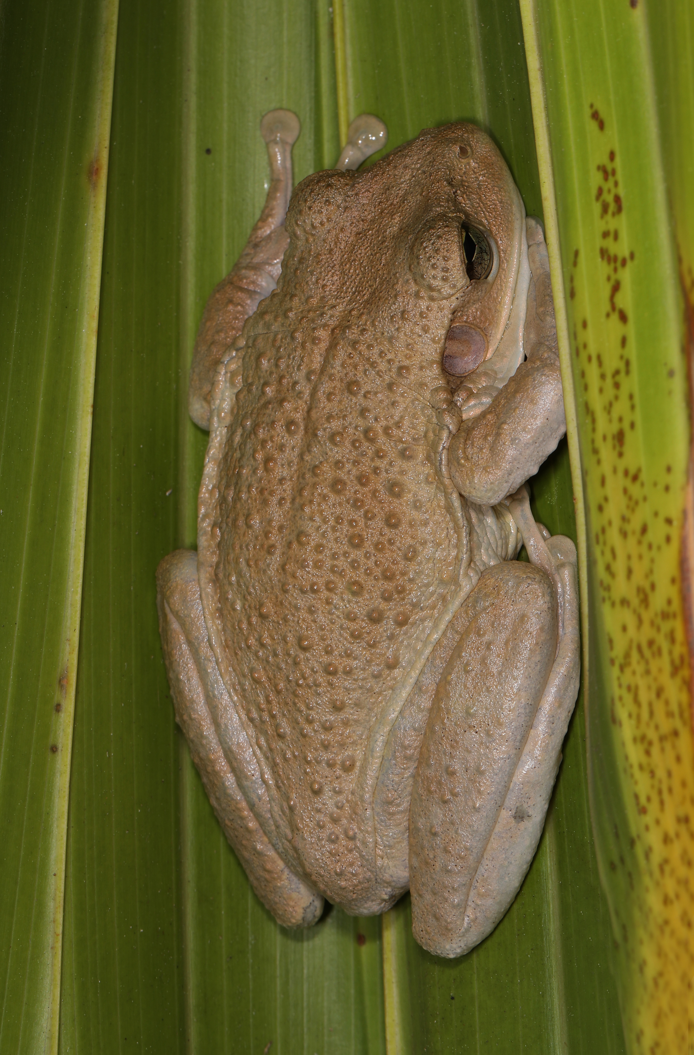 Second view of Cuban Treefrog