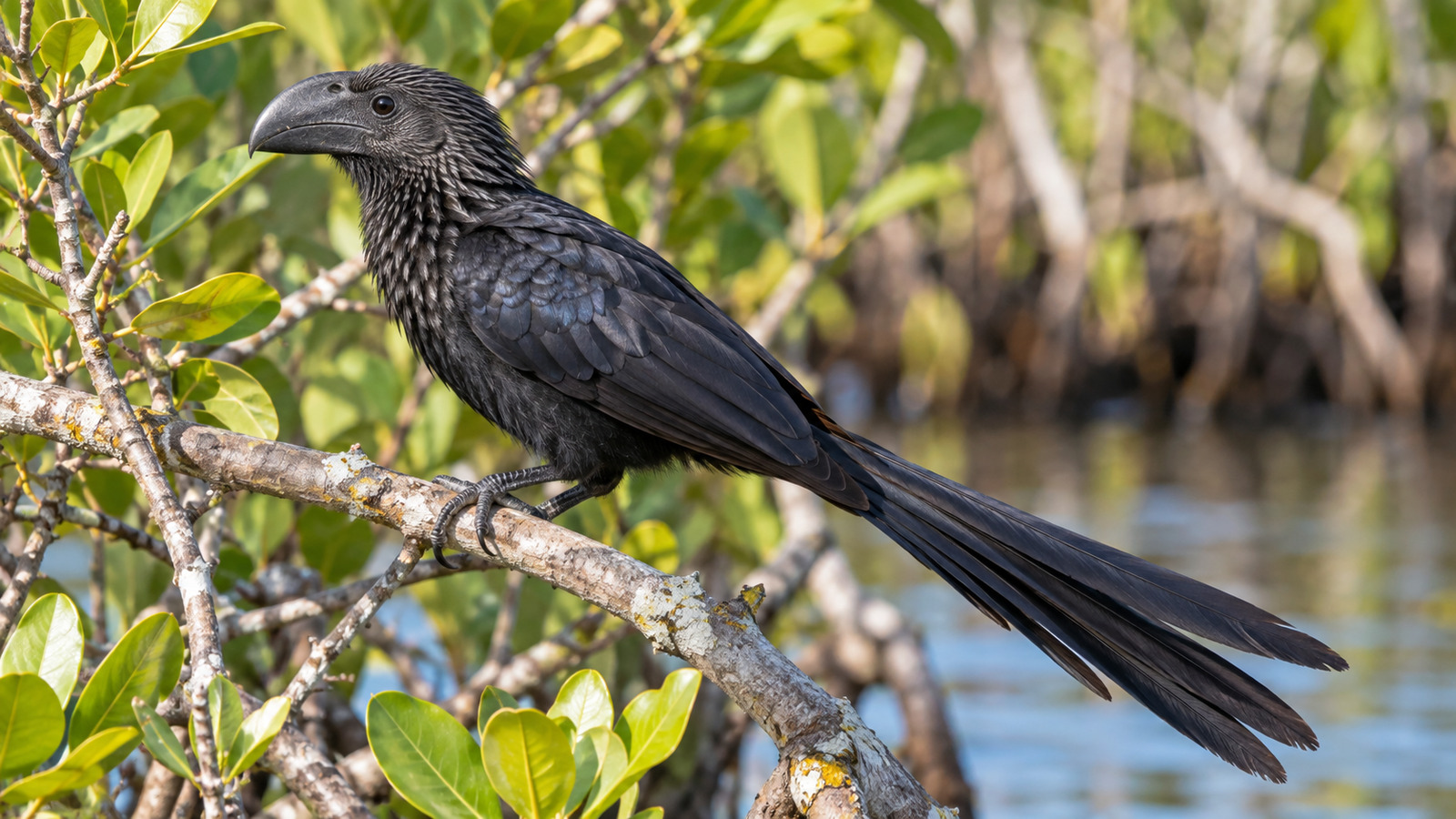 Adult Smooth-Billed Ani showing its high smooth bill and long tail on a South Florida mangrove branch