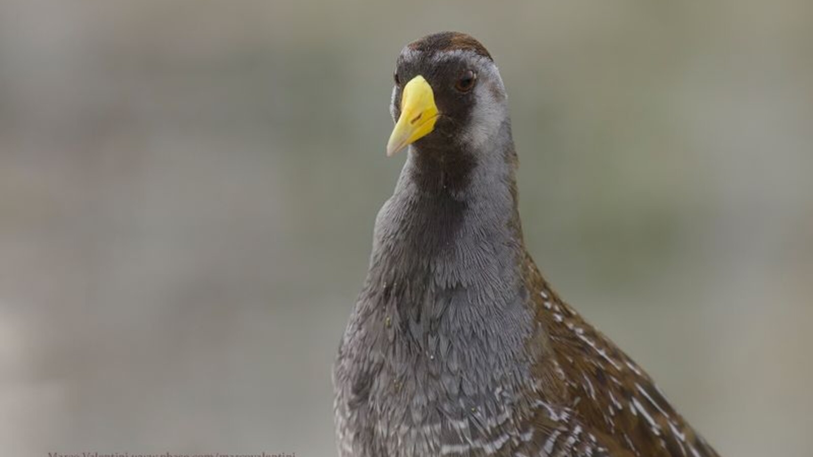 Close view of a Sora showing its yellow bill and gray face