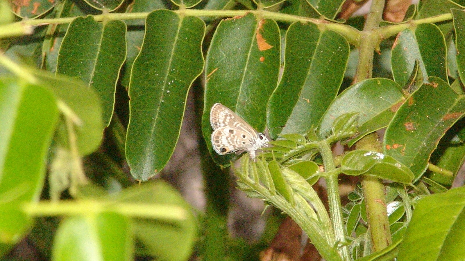 Miami Blue Butterfly showing spotted pale wing undersides on foliage