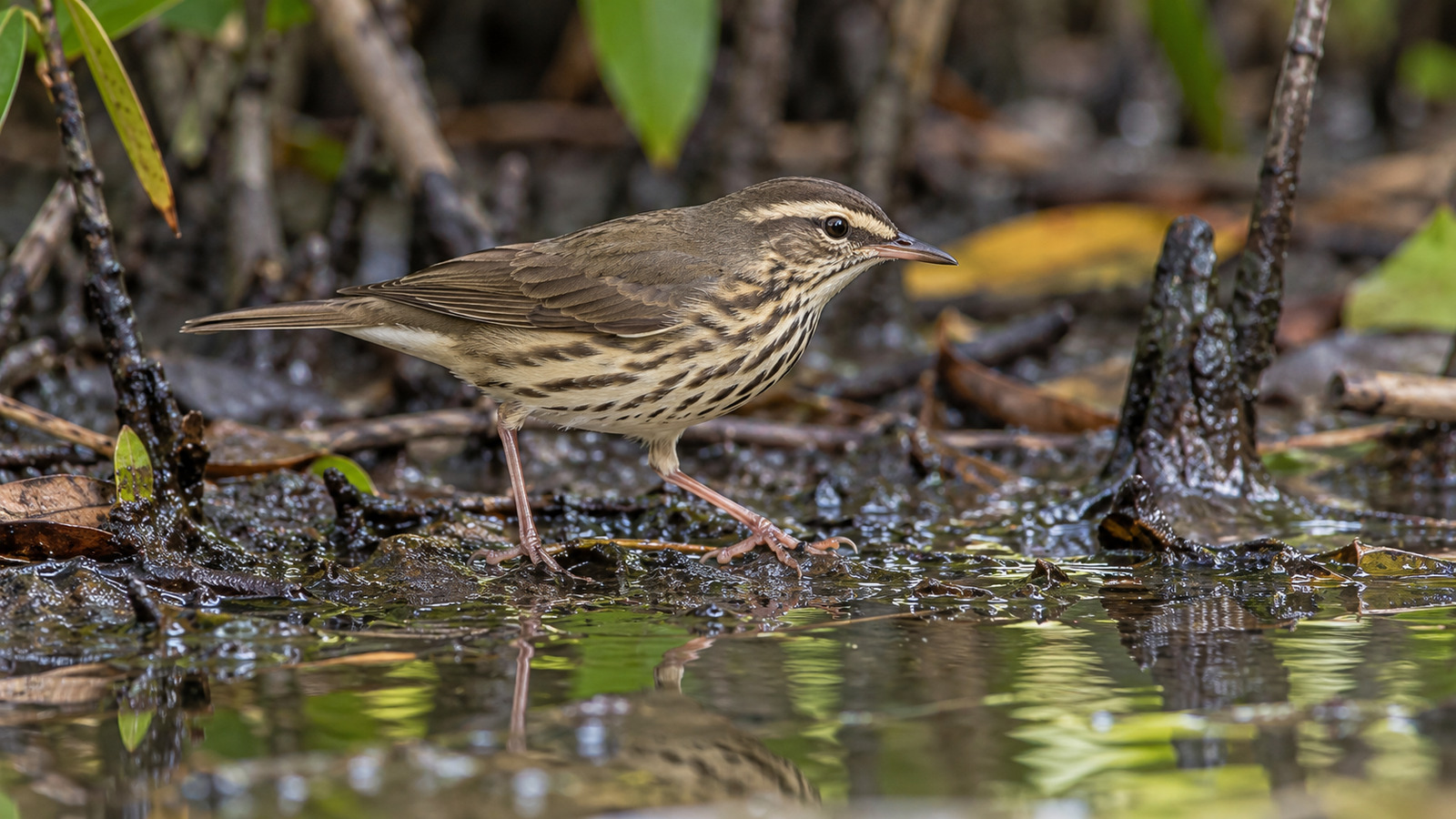 Northern Waterthrush walking at the muddy edge of a shaded Florida wetland