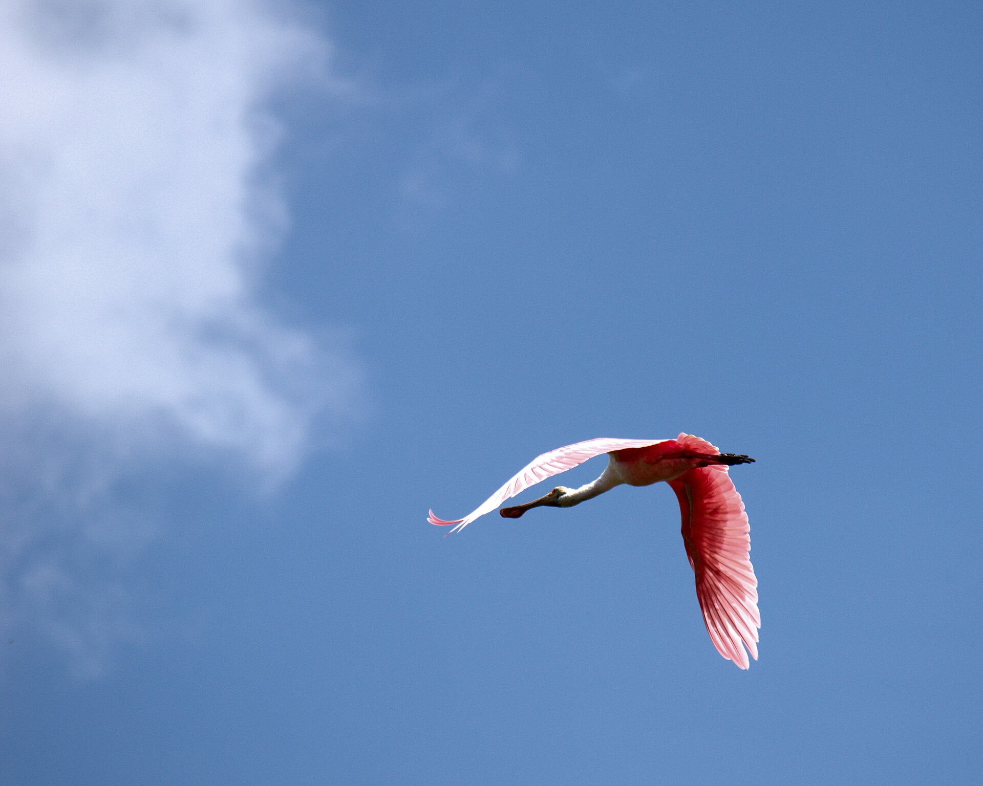 Roseate spoonbill flying over a Florida wetland