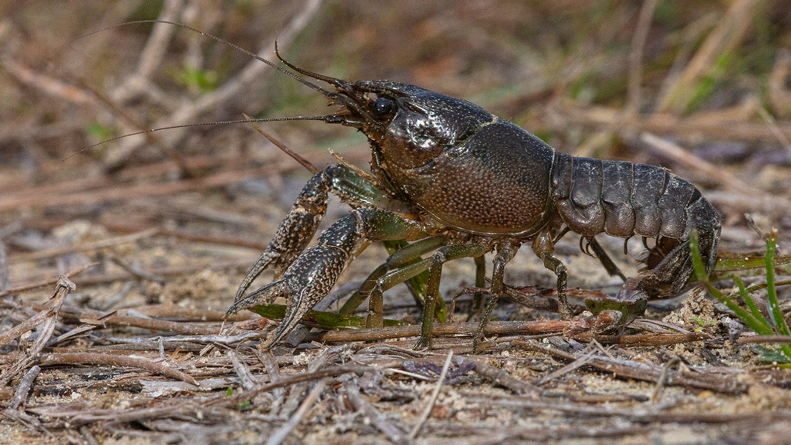 Wild-color Everglades Crayfish on damp ground