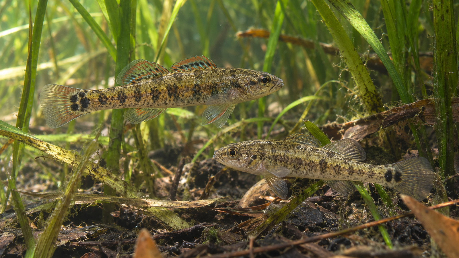 Male and female Swamp Darters sheltering among submerged vegetation in a quiet Florida wetland canal
