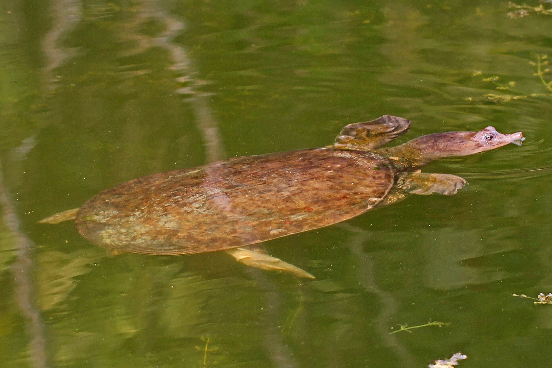 Second view of Florida Softshell Turtle