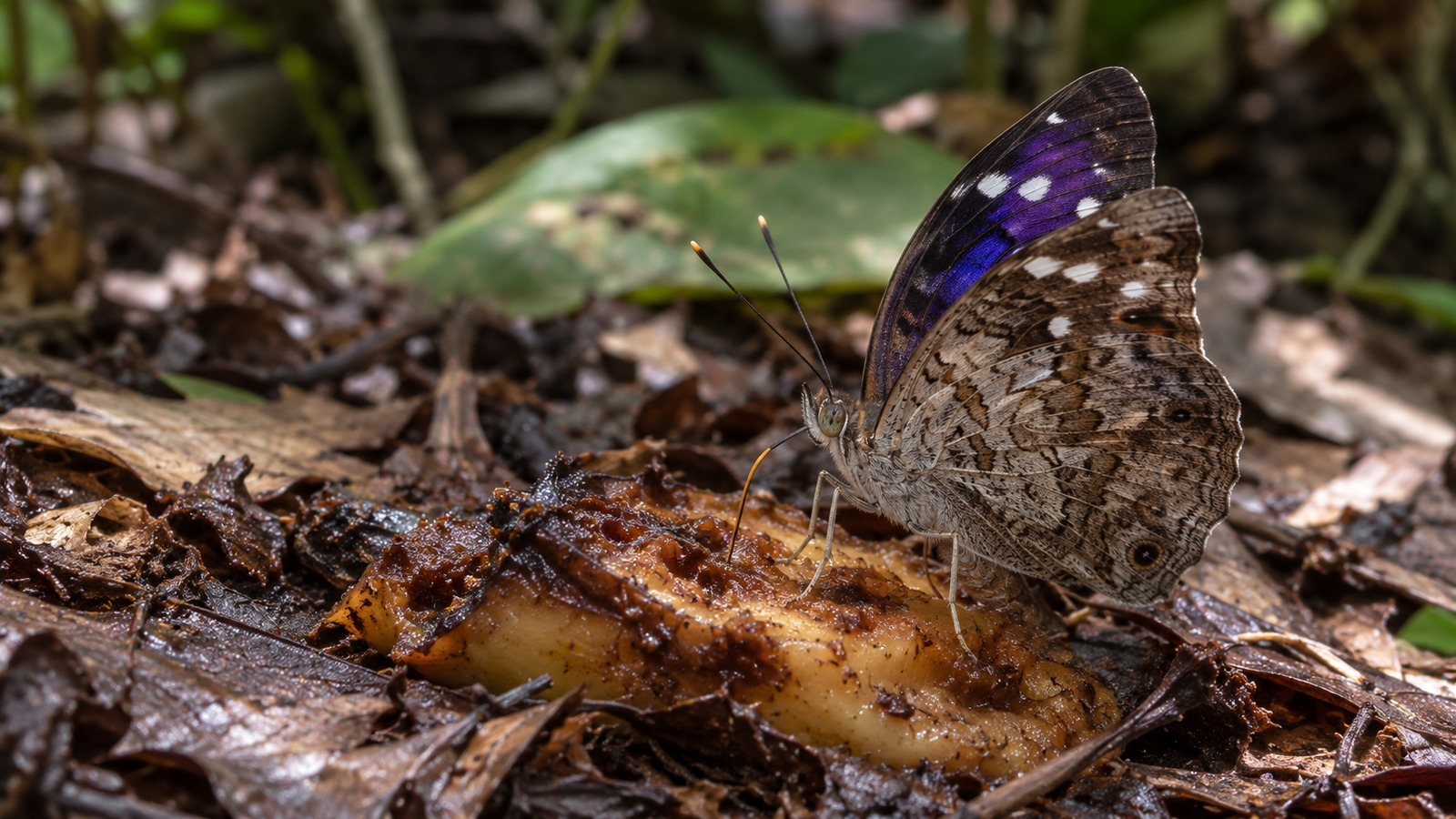 Florida Purplewing feeding on fallen fruit with its mottled wing underside visible on a shaded hammock floor