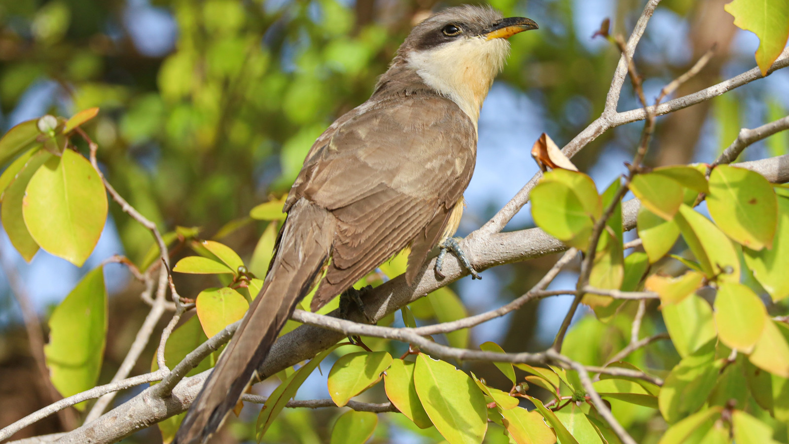 Bird