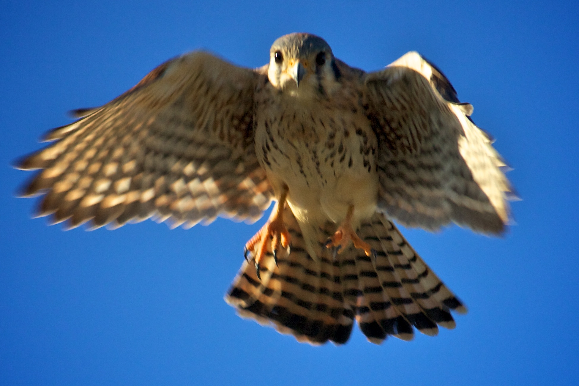 Second view of Southeastern American Kestrel