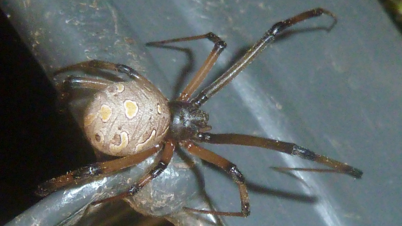 Female Brown Widow spider in a sheltered web
