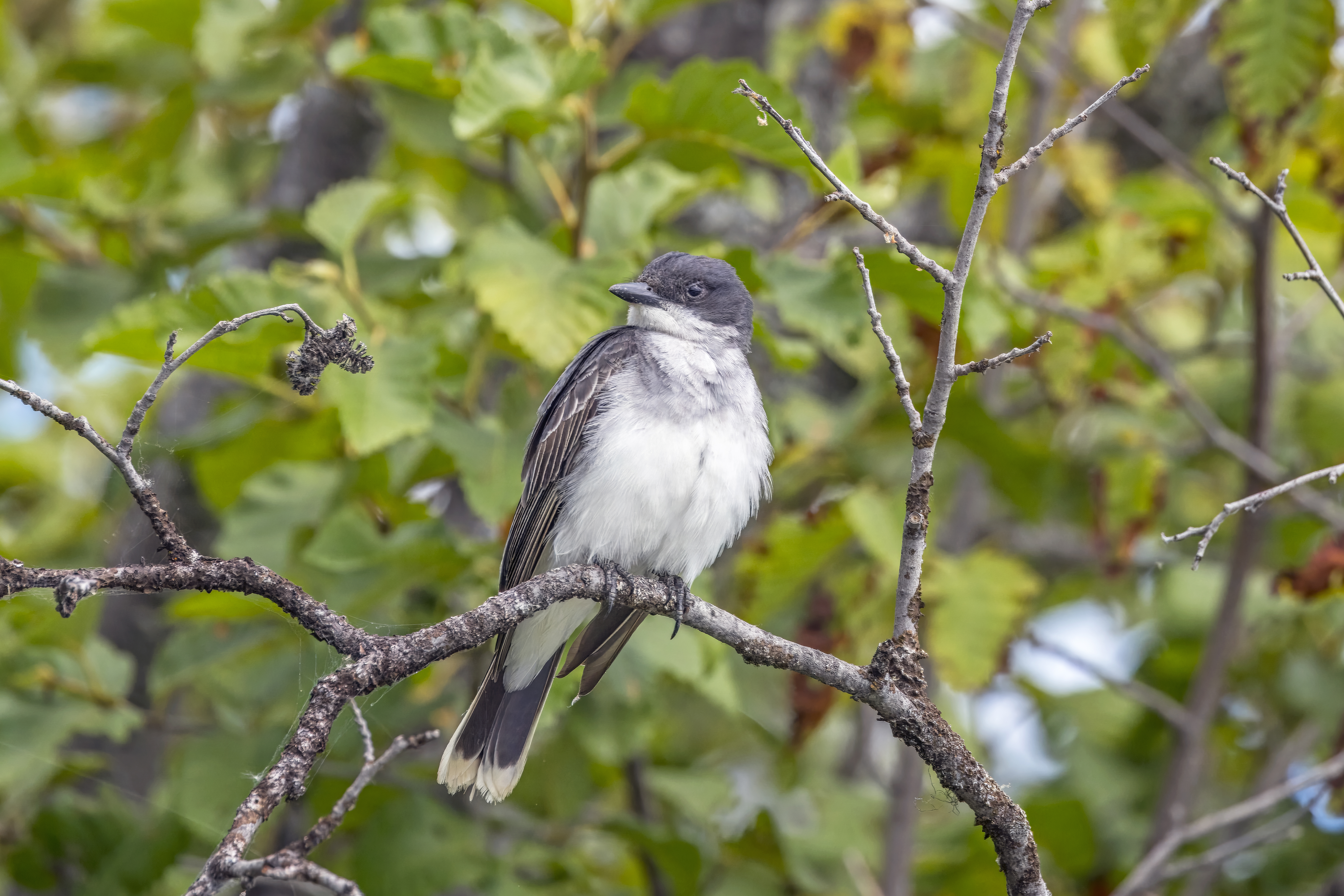 Eastern Kingbird perched in open habitat showing dark upperparts and white underside