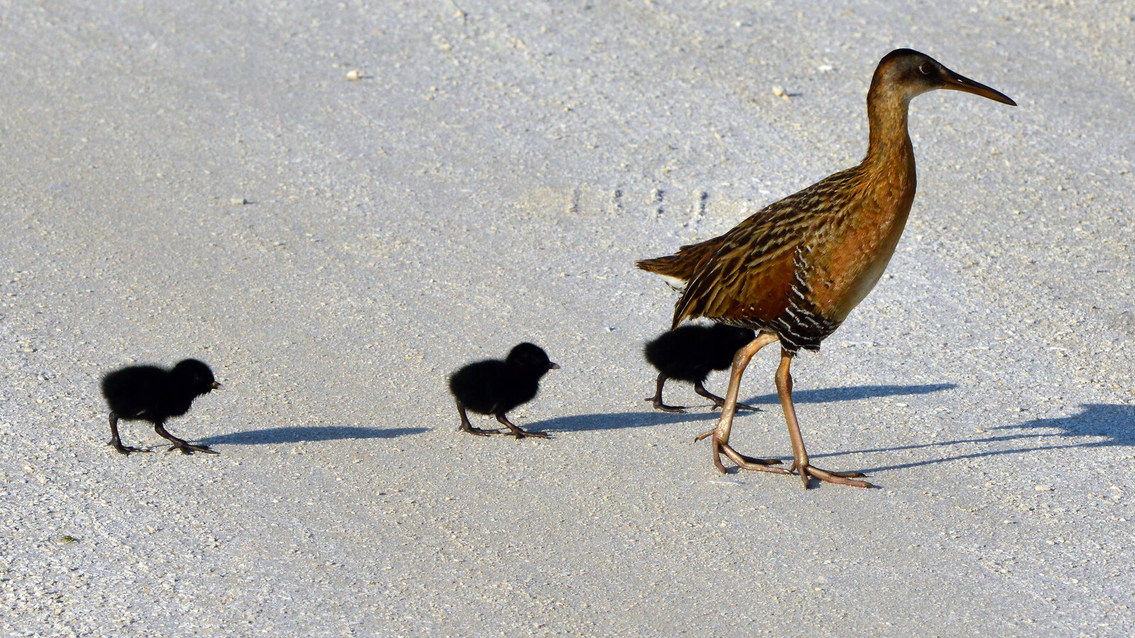 King Rail guiding dark downy chicks across open ground