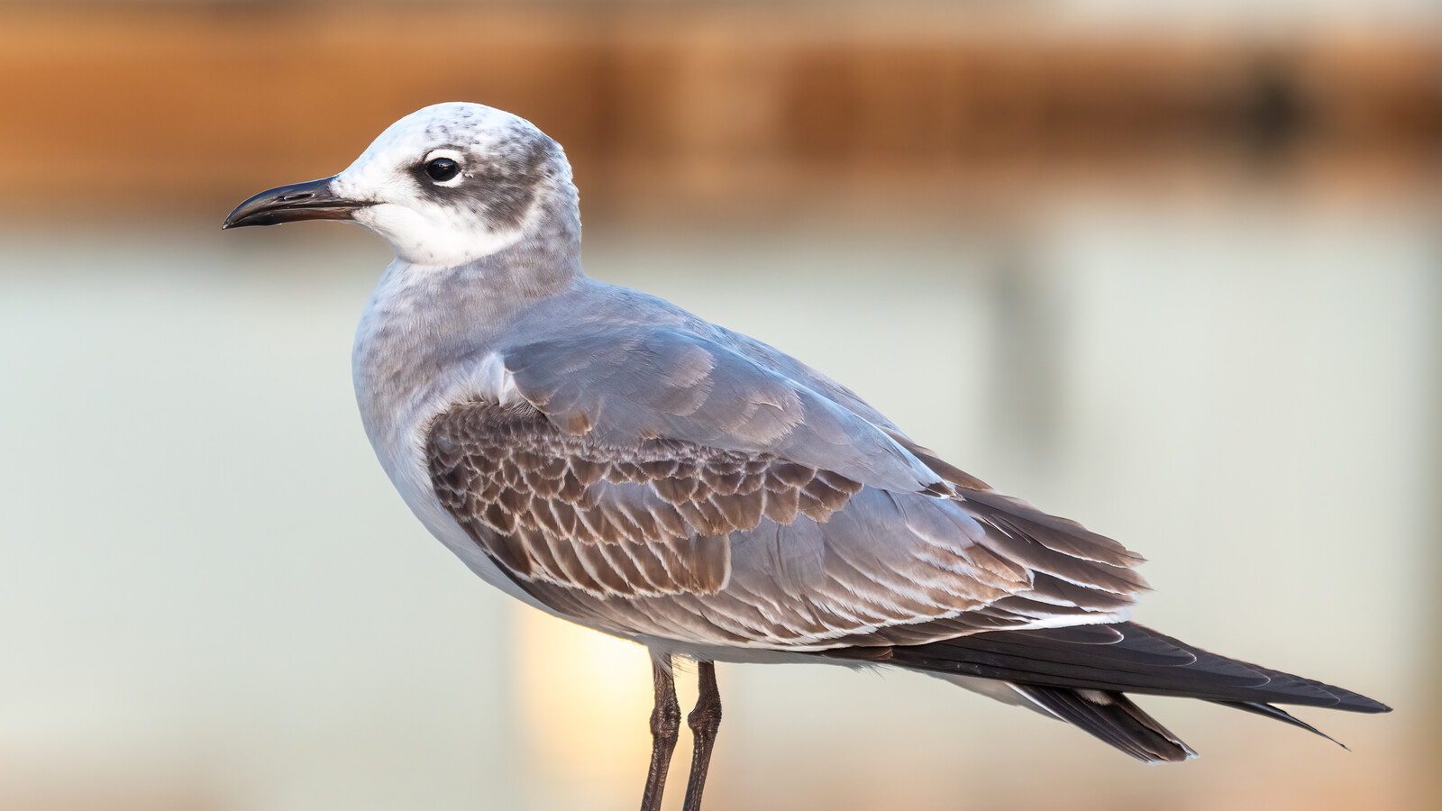 Detailed view of Laughing Gull