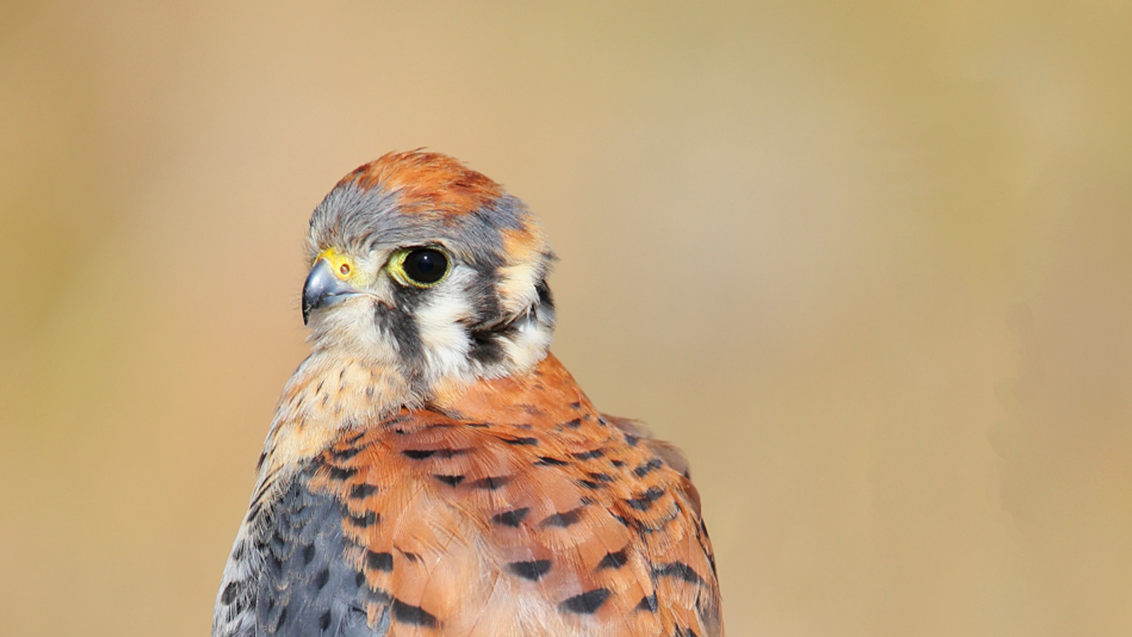 Detailed identification view of American Kestrel
